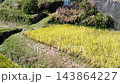 Rice stalks being sun-dried after harvest in the terraced rice fields of Hirabayashi, Fujikawa Town, Yamanashi Prefecture, with a view of Mount Fuji. 143864227