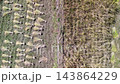 Rice stalks being sun-dried after harvest in the terraced rice fields of Hirabayashi, Fujikawa Town, Yamanashi Prefecture, with a view of Mount Fuji. 143864229
