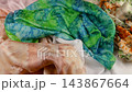 Bright green tie-dye silk fabric falls gently in slow motion onto elegant collection of colorful scarves. The smooth handcrafted textile creates soft luxurious folds over the lying background cloths. 143867664