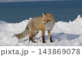 一隻赤狐沿著白雪皚皚的海岸線行走 [二月，北海道野付半島] 143869078