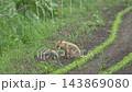 草地邊緣的赤狐母子 [六月，北海道] 143869080