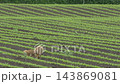 一隻赤狐跑過田野 [六月，北海道] 143869081