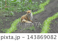 一隻赤狐坐著梳理毛髮 [六月，北海道] 143869082