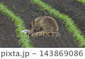 田野裡的一隻母紅狐狸和小紅狐狸 [六月，北海道] 143869086
