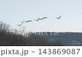 日本鶴的編隊飛行 [2月，北海道鶴井村] 143869087