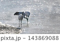 Red-crowned cranes foraging by the river in the morning light [February, Tsurui Village, Hokkaido] 143869088