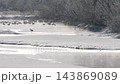 丹頂鶴在雪崎川沿岸的棲息地 [2月，北海道鶴井村] 143869089