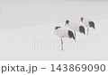三隻丹頂鶴在暴風雪中休息 [1月，北海道鶴井村] 143869090