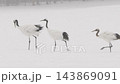 丹頂鶴在雪天降落和行走 [1月，北海道鶴井村] 143869091