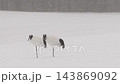 雪中的一對日本鶴 [1月，北海道鶴井村] 143869092
