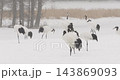 丹頂鶴降落在雪地裡，加入它們的鶴群。 [1月，北海道鶴井村] 143869093