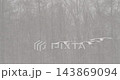 丹頂鶴飛向一群鳥兒 [1月，北海道鶴井村] 143869094
