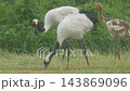 Red-crowned crane family foraging [June, Hokkaido] 143869096