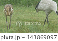 A family of red-crowned cranes feeds the chick [June, Hokkaido] 143869097