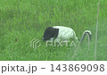 Red-crowned cranes foraging in the grasslands [June, Kushiro Marsh, Hokkaido] 143869098