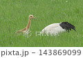 Red-crowned crane family in a grassland [June, Hokkaido] 143869099
