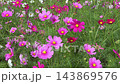秋風中搖曳的波斯菊花田(4K) 秋風中搖曳的波斯菊花田(4K) 143869576