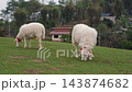 White sheep decorated with red tied neck ribbons grazing peacefully on a wide green pasture near a farm building. Farm and nature concept 143874682