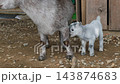 A cute small baby kid goat standing close beside its mother goat on a farm in an outdoor pastoral setting. Farm and nature concept 143874683