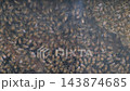 Close-up of a large number of worker bees actively moving and working inside a wooden honeycomb beehive. Nature and apiary concept 143874685