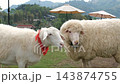 Amusing sheep wearing colorful tied neck ribbons grazing and wandering on a green open meadow pasture near the farm. Farm and nature concept 143874755