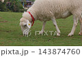Close-up view of several white sheep with red neck ribbons grazing and moving together on a green grassy meadow pasture. Farm and nature concept 143874760