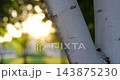 Close-up white tree trunks glow in warm sunlight. Camera reveals textured bark and soft green park bokeh during peaceful summer afternoon. Nature background supports wellness and outdoor relaxation 143875230