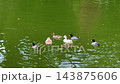 Ducks swimming in a green pond in a park in Istanbul 143875606