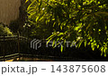 Rain falling on green leaves in park at sunset in Istanbul 143875608