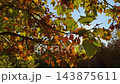 Autumn London plane tree leaves in sunlight - sun lens flare 143875611