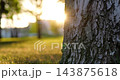 Tree trunk glows in warm sunset light. Close-up bark texture fills peaceful park scene with soft bokeh and golden grass. Nature background evokes calm, ecology, growth, and relaxation 143875618