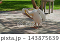 White pelican preening feathers in park setting, natural daylight 143875639