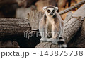 Ring-Tailed Lemur Sitting and Looking Down on Logs 143875738