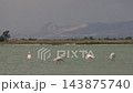 Flamingos Wading in Santa Pola Salt Lake with Mountain Backdrop 143875740