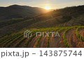Sunset Light Over Terraced Vineyards in Douro Valley, Portugal 143875744