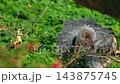 Crested Screamer Preening Among Leafy Branches 143875745