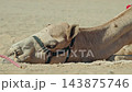 Camel Resting on Sandy Ground Wearing a Harness 143875746