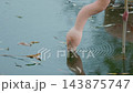 Close-up Flamingo Feeding in Pond Water 143875747