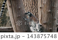 Ring-Tailed Lemur Clinging to Weathered Wooden Trunk 143875748