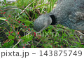 Crested Screamer Feeding Among Wetland Vegetation 143875749