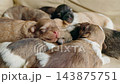Close-Up Group of Sleeping Puppies Resting Together 143875751