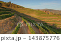 Sunlit Terraced Vineyards Across Douro Valley Hills in Portugal 143875776