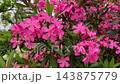 Pink oleander flowers moving in the wind in park 143875779