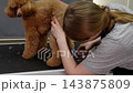 Groomer trimming apricot poodle fur with scissors on grooming table 143875809