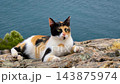 Calico street cat lying on coastal rocks on Princes Islands, Istanbul 143875974