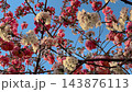 Close up of pink and white cherry blossoms swaying in park in Istanbul 143876113