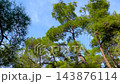 Camera movement through upper pine canopy from low angle on Princes Islands 143876114