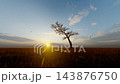 Lone Dry Tree in a Field with Flying Birds at Sunset, Peaceful Rural Landscape 143876750