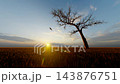 Lone Dry Tree in a Field with Flying Birds at Sunset, Peaceful Rural Landscape 143876751
