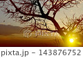 Birds Perched on Dry Tree Branches at Sunset, Peaceful Wildlife Silhouette 143876752